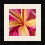 passe partout  1 - 20x20 photos