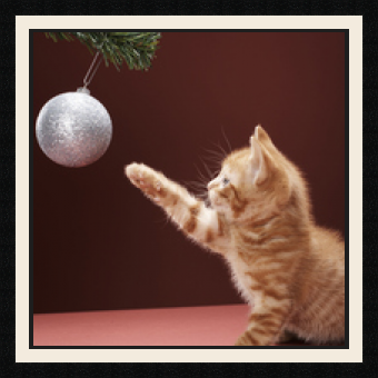 passe partout  1 - 60x60 photos