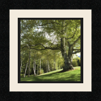 passe partout  1 - 20x20 photos