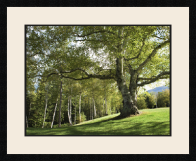 passe partout  1 - 63x48 photos