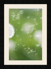 passe partout  1 - 25x38 photos